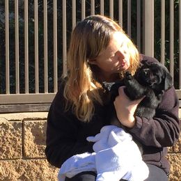 Labrador Retriever Puppies from Top Gun Labradors