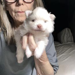 Cream boy - Cream male Pomeranian puppy in Leesburg, Virginia from Capital Pomsky