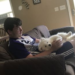 Samoyed Puppies from Kenjo Samoyeds
