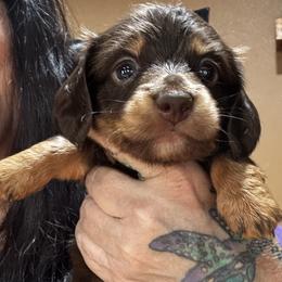 Tessa - Chocolate and tan female Dachshund puppy in Cabool, Missouri from Dachshund's of Country Magic Farms in Missouri