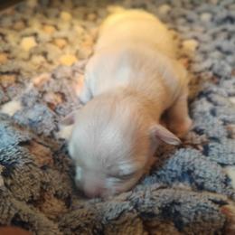Sandz - Cream and white male Chihuahua puppy in Gray, Louisiana from Chi Chi's Place LLC