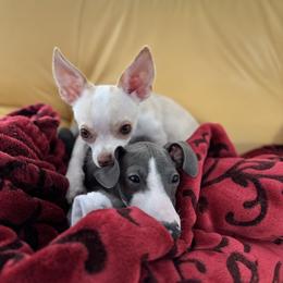 Chihuahua All Grown Up from Sugar Cookie Chihuahuas