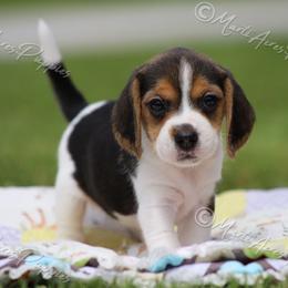 AKC 'Sally May' - Black tan and white female Beagle puppy in Lamar, Missouri from Marti Acres ~ Boston Terrier & Beagles