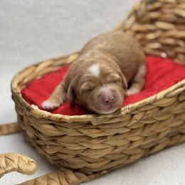 Ziti - Apricot female Goldendoodle puppy in Williamson, New York from Lakeside Doodles