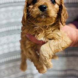 Velvet - Red female Cavapoo puppy in Woodleaf, North Carolina from Circle T Ranch K9s