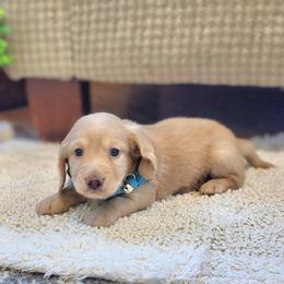 AKC Meet Georgio :) - Cream male Dachshund puppy in Centerville, Iowa from Barnyard Dachshunds, Dals & Doodles