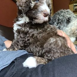 Bernedoodle Puppies from Bells Bernedoodles