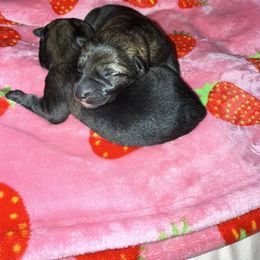 Sable Boy - Red Collar - Sable male German Shepherd puppy in St. Cloud, Florida from Pray Love Shepherd Kennels