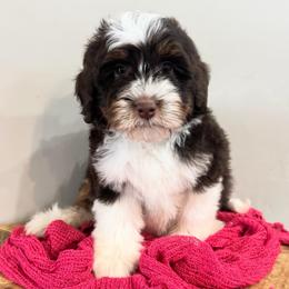 Mae - Tri-color female Bernedoodle puppy in Horseshoe Bend, Idaho from Over the Moon Poodles and Doodles