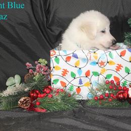 Topaz - Lite blue - White male German Shepherd puppy in Grimes County, Texas from Double H German Shepherds