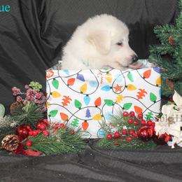 Topaz - Lite blue - White male German Shepherd puppy in Grimes County, Texas from Double H German Shepherds