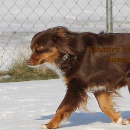 Kellie - Australian Shepherd