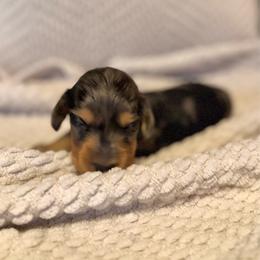Black and tan dapple girl - Dapple female Dachshund puppy in Beaver, Pennsylvania from Meaden’s Mini Dachshunds