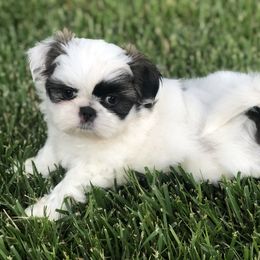 Shih Tzu Puppies from Winter Shih Tzus
