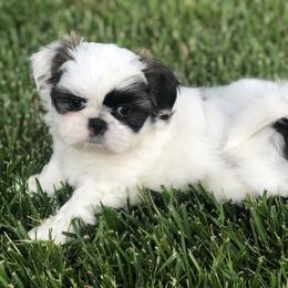Shih Tzu Puppies from Winter Shih Tzus