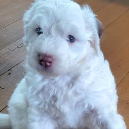 Lily - White female Sheepadoodle puppy in Bellevue, Iowa from Fluffy Wonders Poms and Doodles