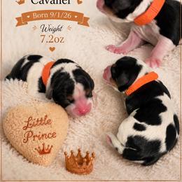 Sam - Tri-color male Cavalier King Charles Spaniel puppy in Walterboro, South Carolina from Puddlejumpers