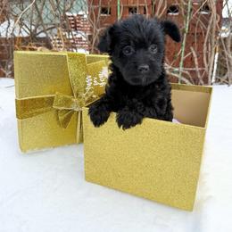 Wynter - Black female Yorkipoo puppy in Clifton, New Jersey from Kdash_yorkies