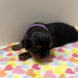 Harper (purple collar) - Black and tan female Cavalier King Charles Spaniel puppy in Ocala, Florida from Ray of Sunshine Spaniels LLC