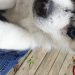 Pomsky Puppies from Ocean State Pomskies