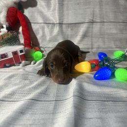 Mocha - Chocolate and tan female Dachshund puppy in Corona, California from Over The Moon Dachshunds