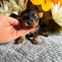 Niko - Black and gold male Yorkshire Terrier puppy in Howe, Oklahoma from Ray Holder