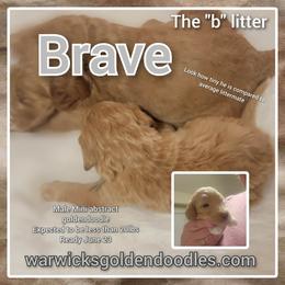 Goldendoodle Puppies from Stacy Warwick