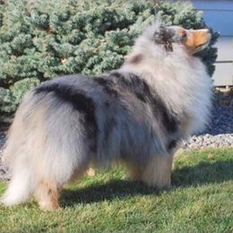 Shetland Sheepdogs from Shady Oak Shelties