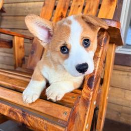 Curry - Red male Pembroke Welsh Corgi puppy in El Dorado Springs, Missouri from Trixie Dixie