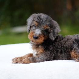 Black collar - Blue merle male Bernedoodle puppy in Spokane, Washington from Doodle Love