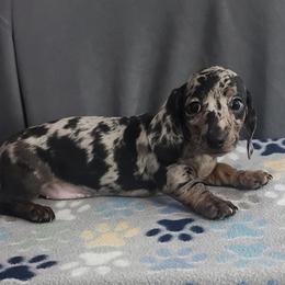 Silver - Dapple female Dachshund puppy in Eatonville, Washington from Fritz Family Friends