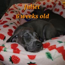 Juliet - Blue Female - Blue female Weimaraner puppy in Kingwood, Texas from Desert Rose Weimaraners