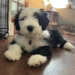 Bearded Collies from Dunhill Bearded Collies
