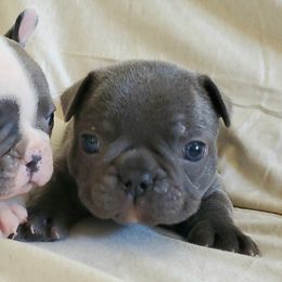 French Bulldogs from Blue Mountain French Bulldogs