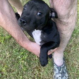 Staffordshire Bull Terrier Puppies from WEAT Pack