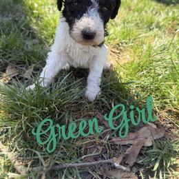 Girl 8 - Parti female Poodle puppy in Travelers Rest, South Carolina from Hampshire Hill’s Standard Poodles