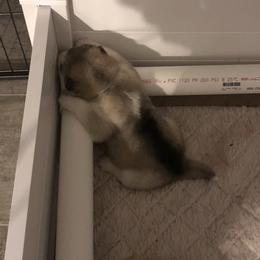 Alaskan Malamute Puppies from Kasaan Alaskan Malamutes