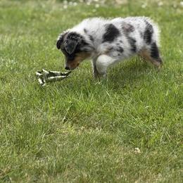 Australian Shepherd Puppies from SolarStorm Australian Shepherds