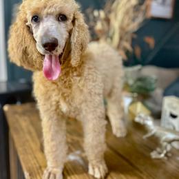 Poodle Puppies from East Bunch Poodles