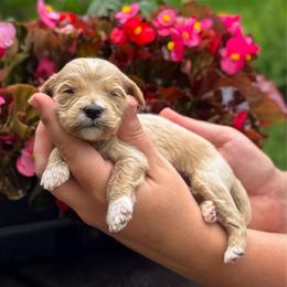 Corn Dog - Apricot male Goldendoodle puppy in Wharton, Texas from Little Fur Friends