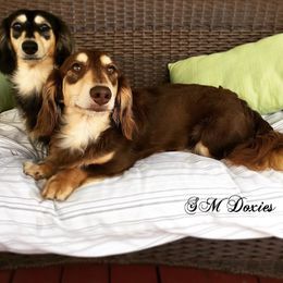 Duggan - Dachshund