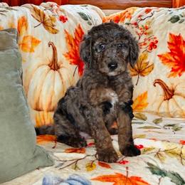 Cookie - Merle female Sheepadoodle puppy in Austin, Texas from Darling Doodles