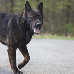 Denver - German Shepherd
