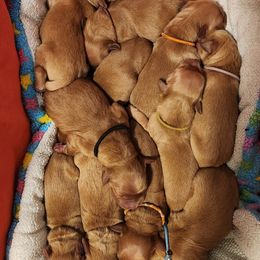 Golden Retriever Puppies from Soda Springs Kennel