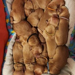 Golden Retriever Puppies from Soda Springs Kennel
