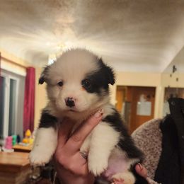 Blue rommy - Black and tan male Pembroke Welsh Corgi puppy in Grand Blanc, Michigan from Dellinger's Corgi's