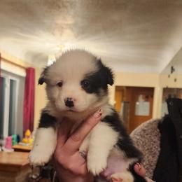 Blue rommy - Black and tan male Pembroke Welsh Corgi puppy in Grand Blanc, Michigan from Dellinger's Corgi's