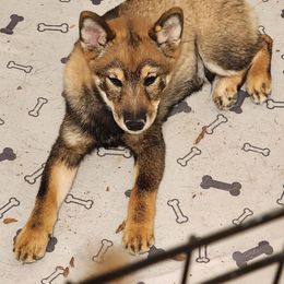 Levi - Sesame male Shiba Inu puppy in Lake Havasu City, Arizona from MarshDancer's Beautiful Babes