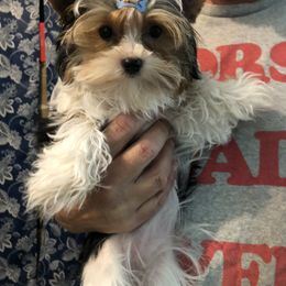 Yorkshire Terrier Puppies from Jackie Jenny’s Precious Yorkies