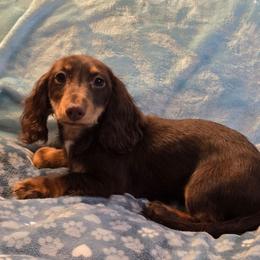 Hazel's boy - Chocolate and tan male Dachshund puppy in Wheatfield, Indiana from Wines Wienery